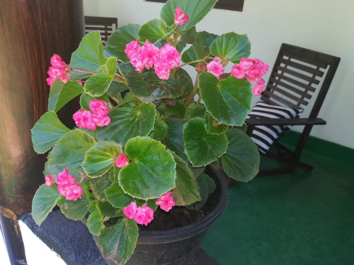 Lakmal Homestay ,10 Minutes To Sigiriya Rock Екстер'єр фото